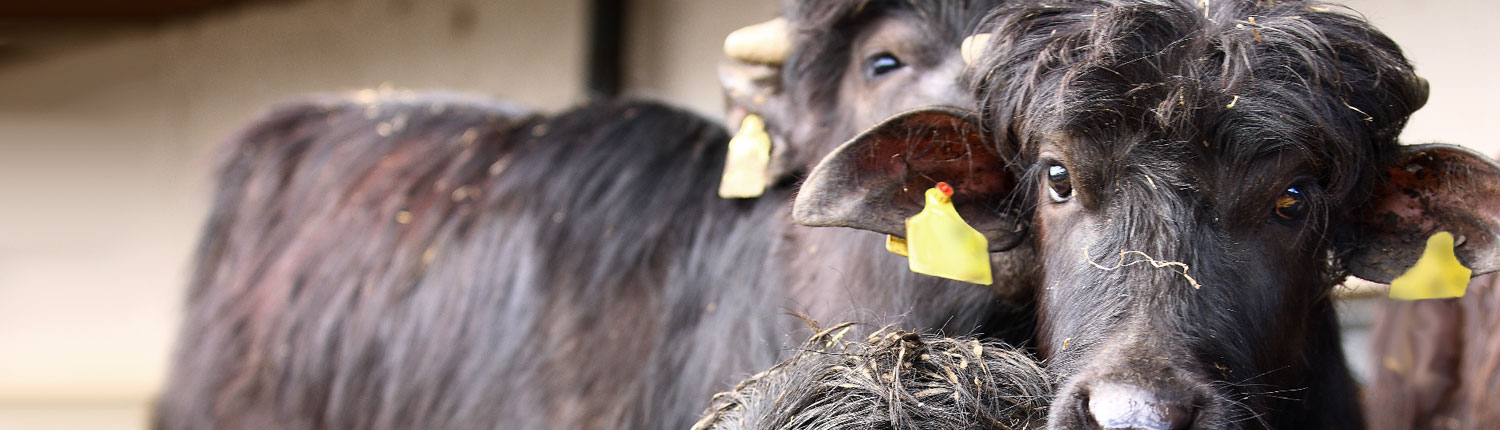 Panorama Wasserbüffel Panorama Wasserbüffel