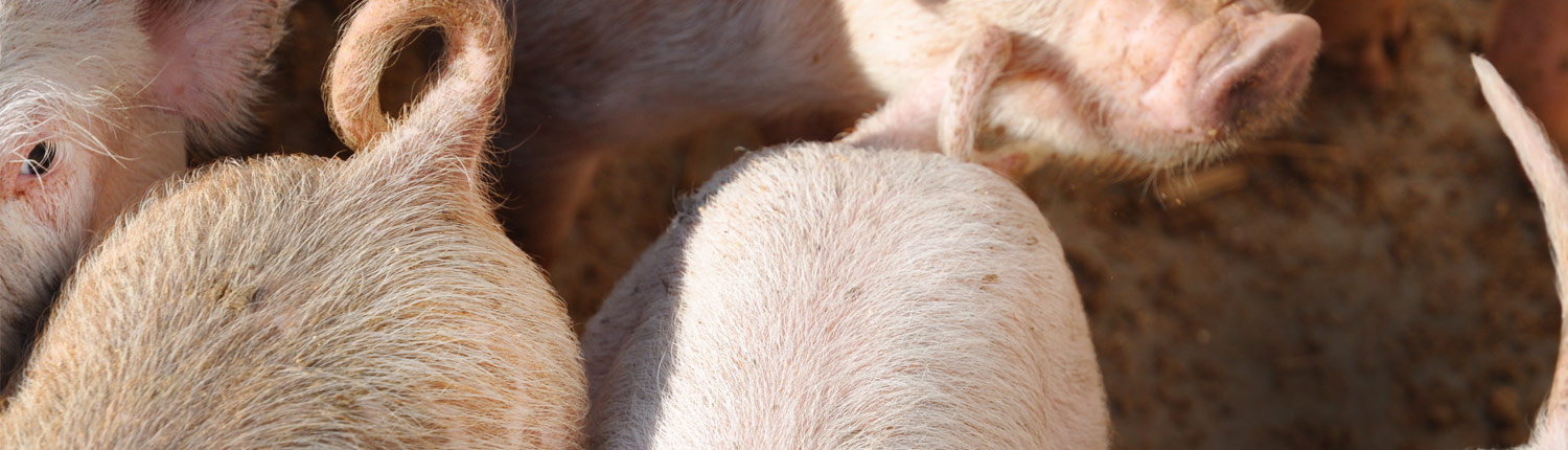 Panorama Schweine - Ringelschwänzchen Panorama Schweine - Ringelschwänzchen