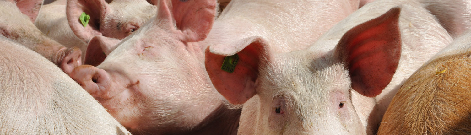 Panorama Schweine Panorama Schweine