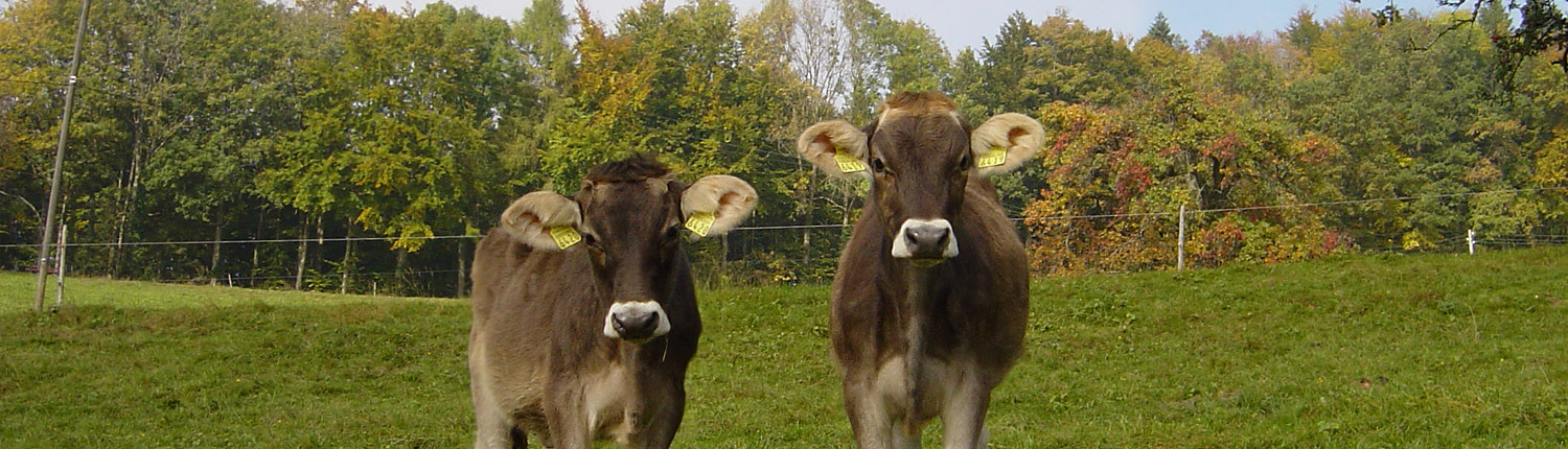 Panorama Rinder - Herbst Panorama Rinder - Herbst