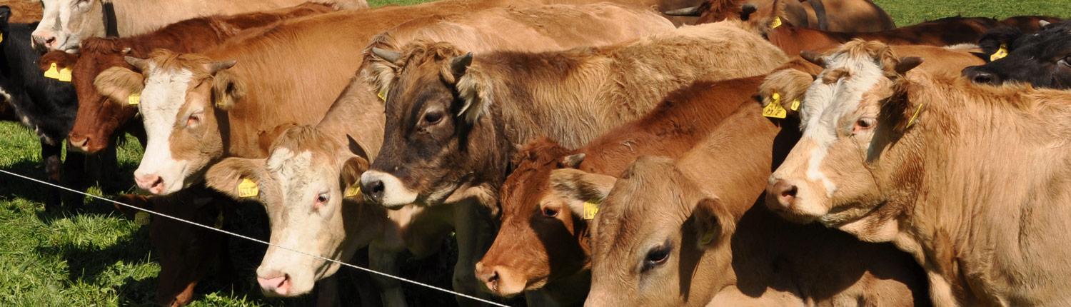 Panorama Rinder Panorama Rinder