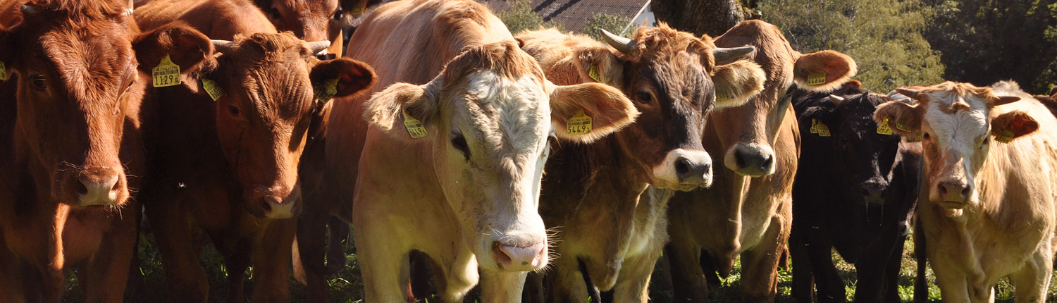 Panorama Rinder Panorama Rinder