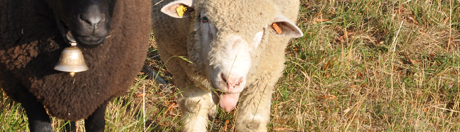 Panorama Schafe Panorama Schafe