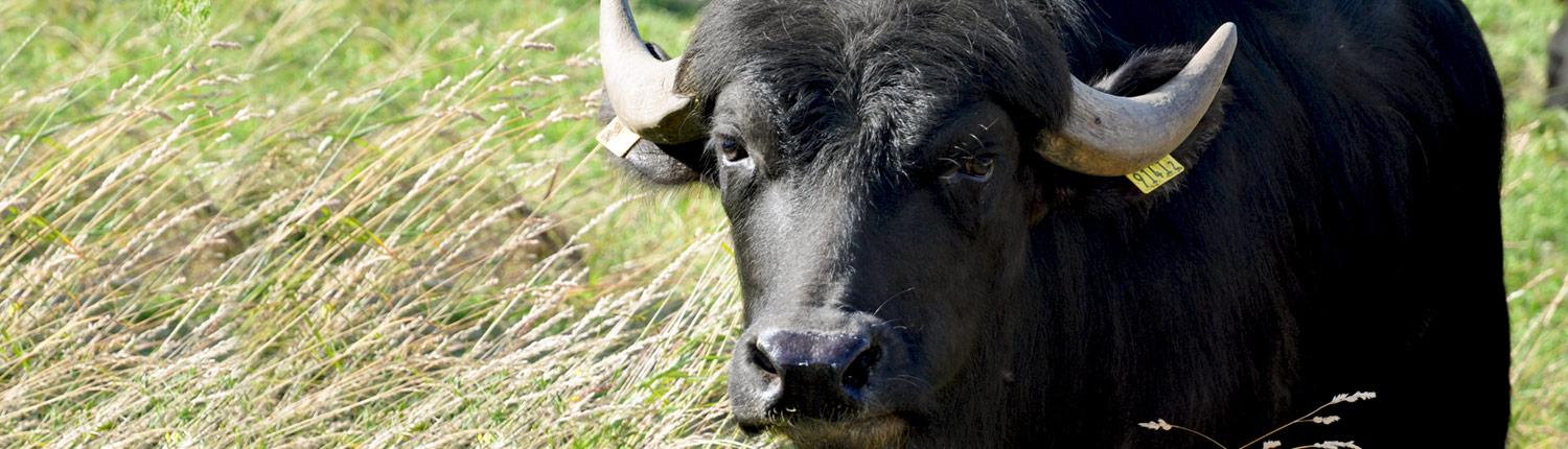 Panorama-Wasserbueffel-1
