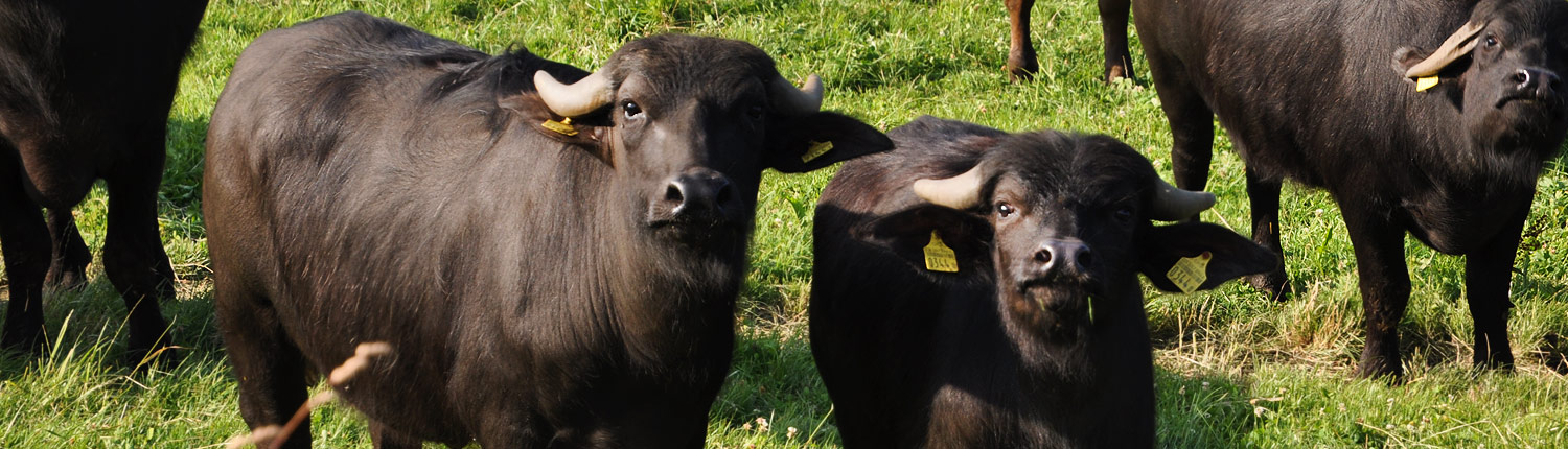 Panorama-Wasserbueffel-2